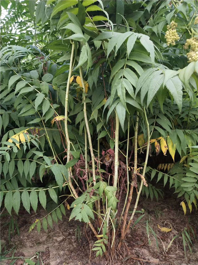 沭陽長景園林珍珠梅種植基地實拍圖片