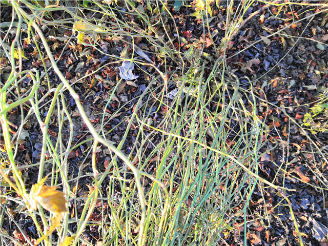 棣棠種植基地實拍