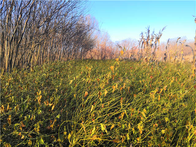 棣棠種植基地實拍