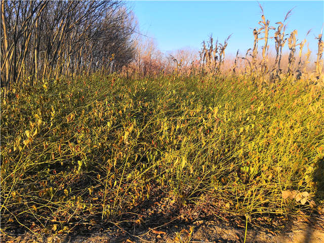 棣棠種植基地實拍