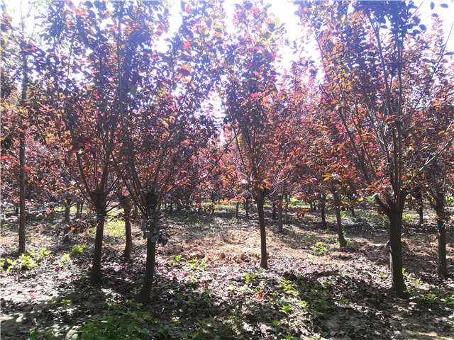 沭陽長景園林太陽李種植基地實(shí)拍圖片