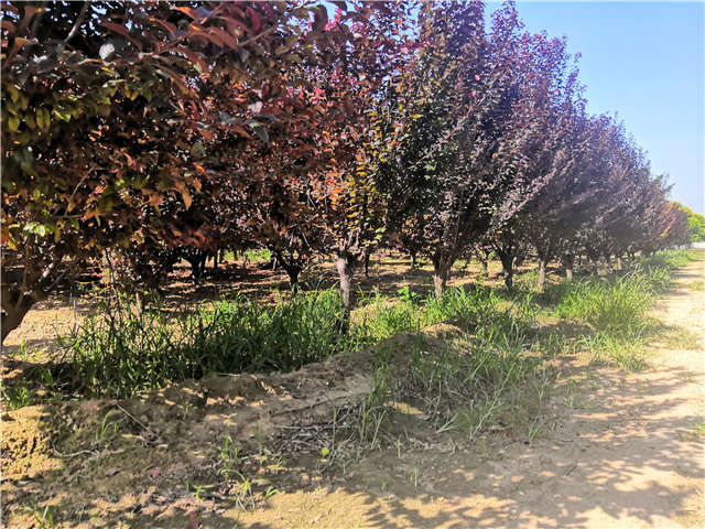 沭陽長景園林太陽李種植基地實(shí)拍圖片