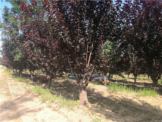 沭陽長景園林太陽李種植基地實(shí)拍圖片