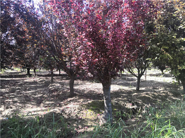 沭陽長景園林太陽李種植基地實(shí)拍圖片