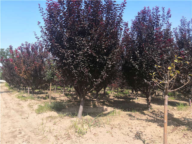 沭陽長景園林太陽李種植基地實(shí)拍圖片