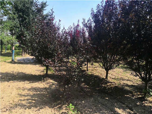 沭陽長景園林太陽李種植基地實(shí)拍圖片