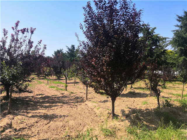 沭陽長景園林太陽李種植基地實(shí)拍圖片