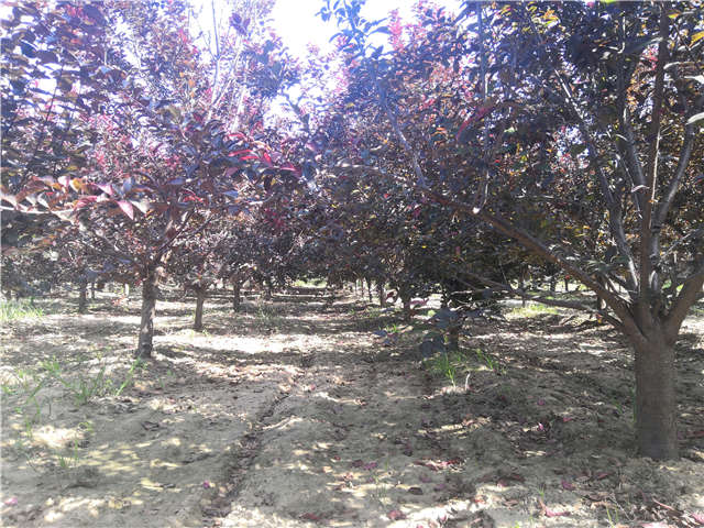 沭陽長景園林太陽李種植基地實(shí)拍圖片