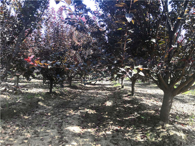 沭陽長景園林太陽李種植基地實(shí)拍圖片