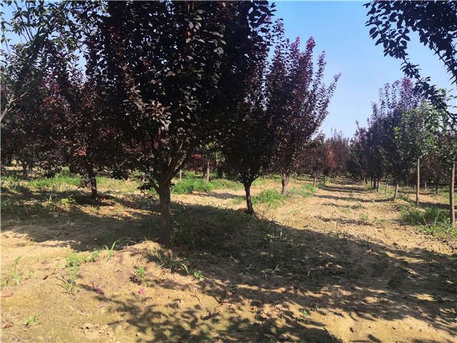 沭陽長景園林太陽李種植基地實(shí)拍圖片