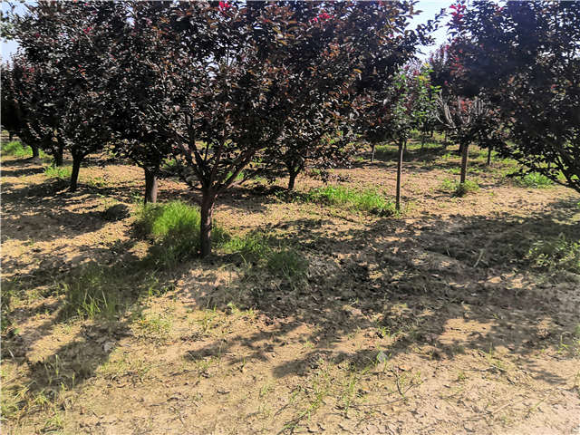 沭陽長景園林太陽李種植基地實(shí)拍圖片