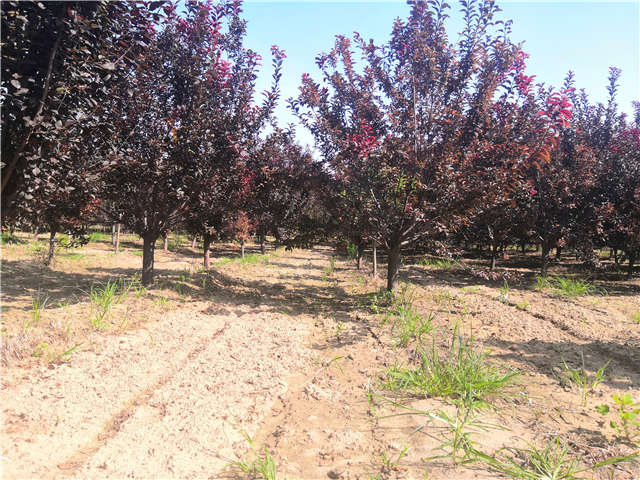 沭陽長景園林太陽李種植基地實(shí)拍圖片