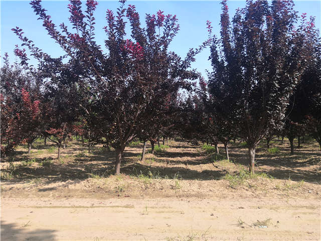 沭陽長景園林太陽李種植基地實(shí)拍圖片