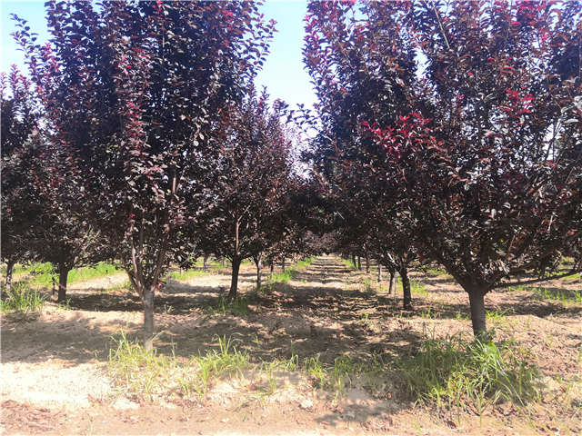 沭陽長景園林太陽李種植基地實(shí)拍圖片