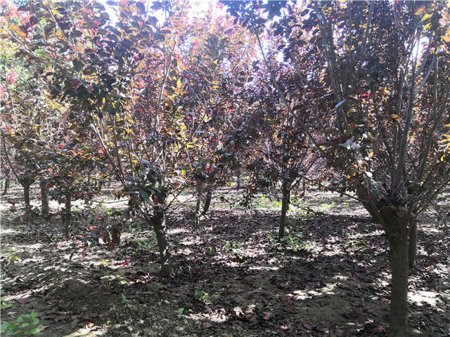 沭陽長景園林太陽李種植基地實(shí)拍圖片