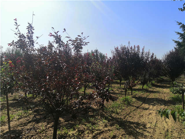 沭陽長景園林太陽李種植基地實(shí)拍圖片