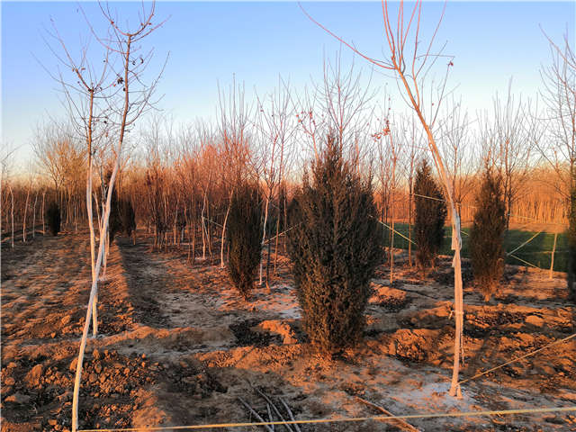 沭陽長景園林北京檜種植基地實拍圖片 沭陽長景園林北京檜種植基地實拍圖片