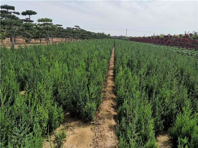 沭陽長景園林北京檜種植基地實拍圖片 沭陽長景園林北京檜種植基地實拍圖片