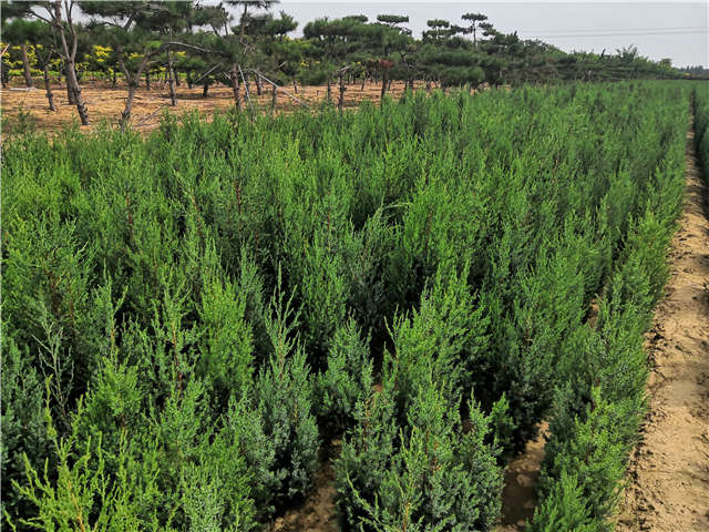 沭陽長景園林北京檜種植基地實拍圖片 沭陽長景園林北京檜種植基地實拍圖片