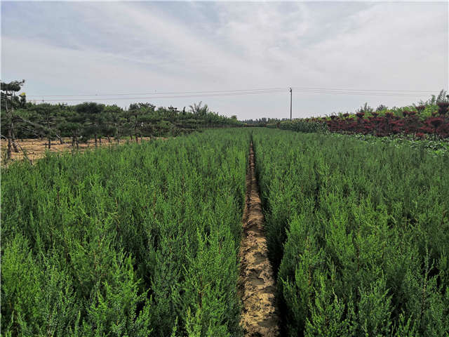 沭陽長景園林北京檜種植基地實拍圖片 沭陽長景園林北京檜種植基地實拍圖片