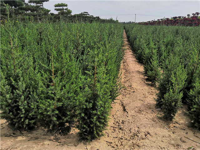 沭陽長景園林北京檜種植基地實拍圖片 沭陽長景園林北京檜種植基地實拍圖片