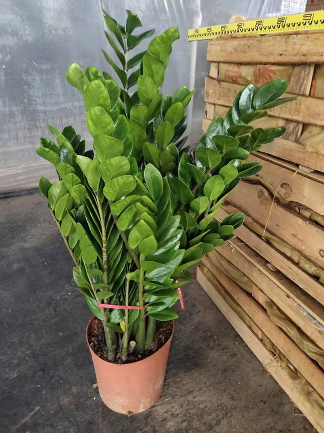 金錢樹價格多少錢一盆