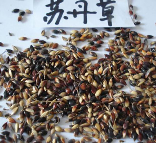 蘇丹草幾月份播種?蘇丹草種植技術(shù)和方法 蘇丹草幾月份播種?蘇丹草種植技術(shù)和方法