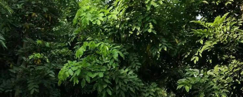 臘腸樹苗木實拍圖