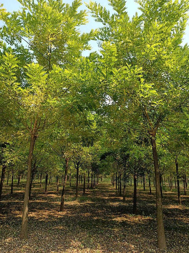 金枝槐怎么修剪?金枝槐種植技術