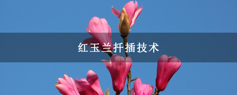 紅玉蘭扦插技術