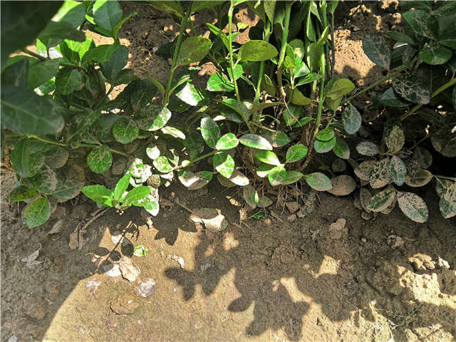 沭陽長景園林衛(wèi)矛種植基地實拍
