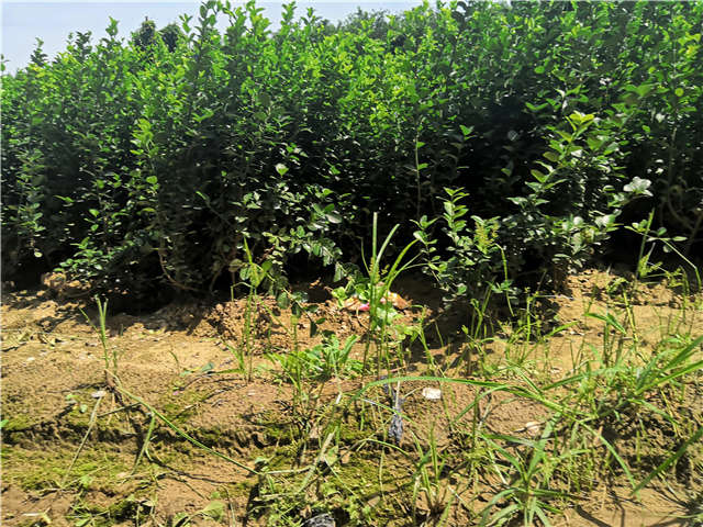 沭陽長景園林衛(wèi)矛種植基地實拍