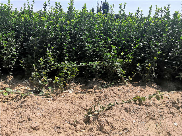 沭陽長景園林衛(wèi)矛種植基地實拍