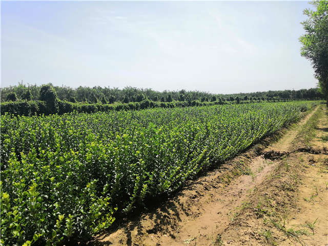 沭陽長景園林衛(wèi)矛種植基地實拍
