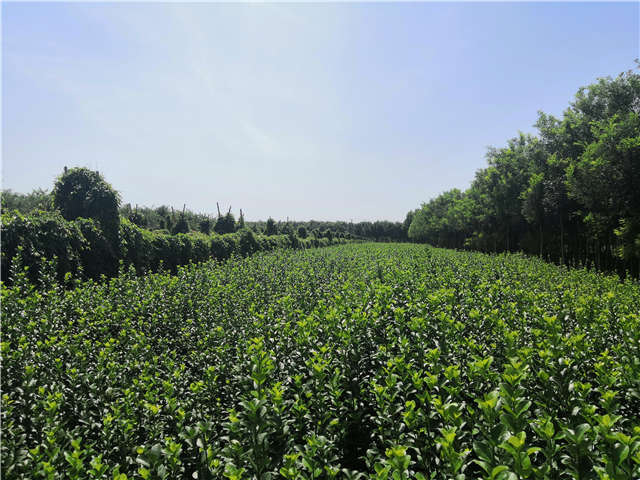 沭陽長景園林衛(wèi)矛種植基地實拍