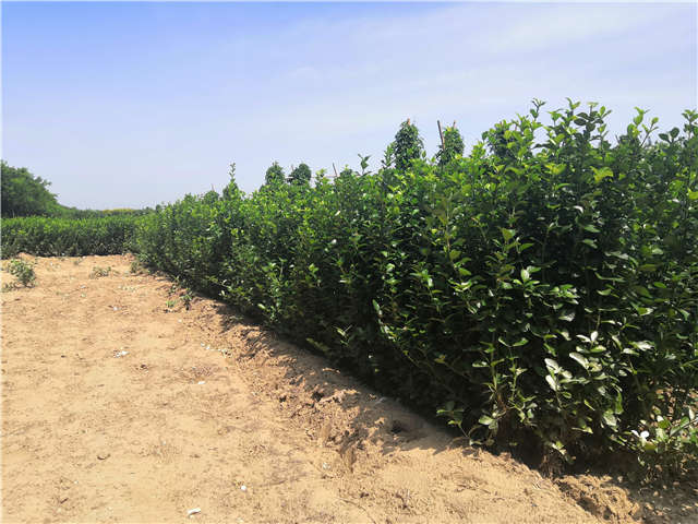 沭陽長景園林衛(wèi)矛種植基地實拍