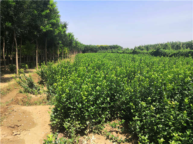 沭陽長景園林衛(wèi)矛種植基地實拍