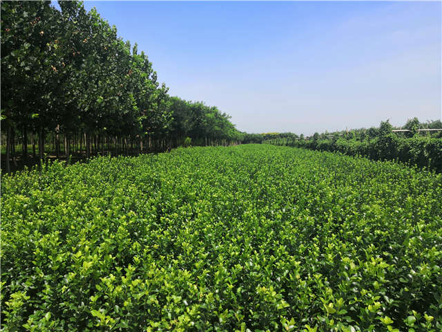 沭陽長景園林衛(wèi)矛種植基地實拍
