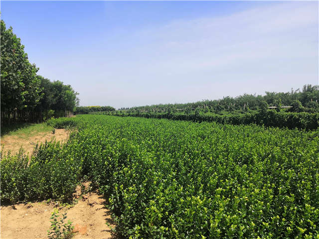 沭陽長景園林衛(wèi)矛種植基地實拍