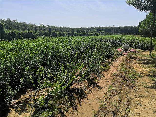 沭陽長景園林衛(wèi)矛種植基地實拍