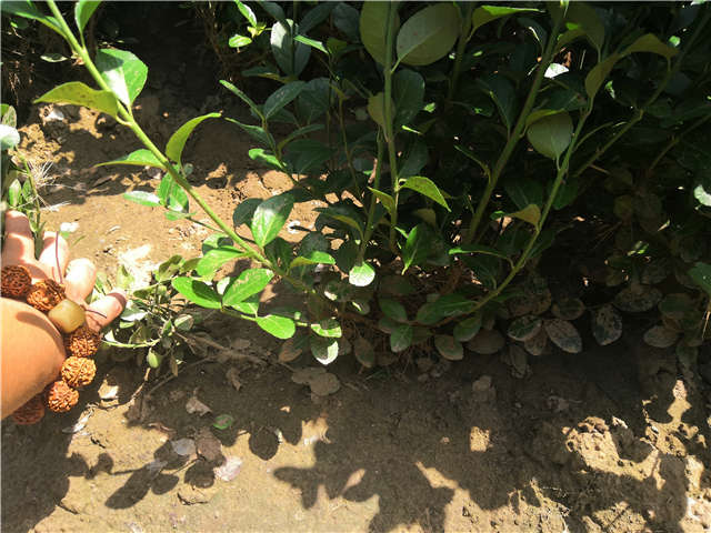 沭陽長景園林衛(wèi)矛種植基地實拍