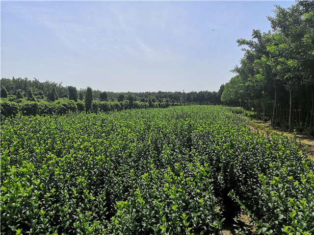 沭陽長景園林衛(wèi)矛種植基地實拍