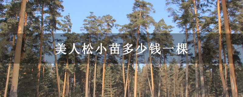 美人松小苗多少錢一棵
