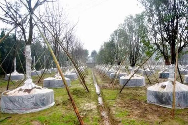 你知道，地栽苗經幾步可以轉化為容器苗嗎2.jpg