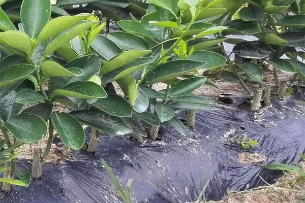 你知道，地栽苗經幾步可以轉化為容器苗嗎.jpg