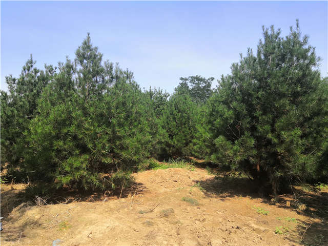 沭陽長景園林白皮松種植基地實拍圖片
