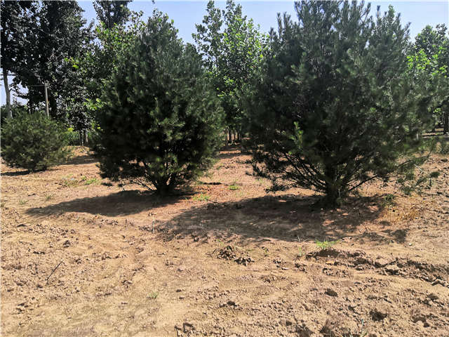 沭陽長景園林白皮松種植基地實拍圖片