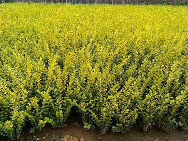 金葉女貞照片種植基地實拍