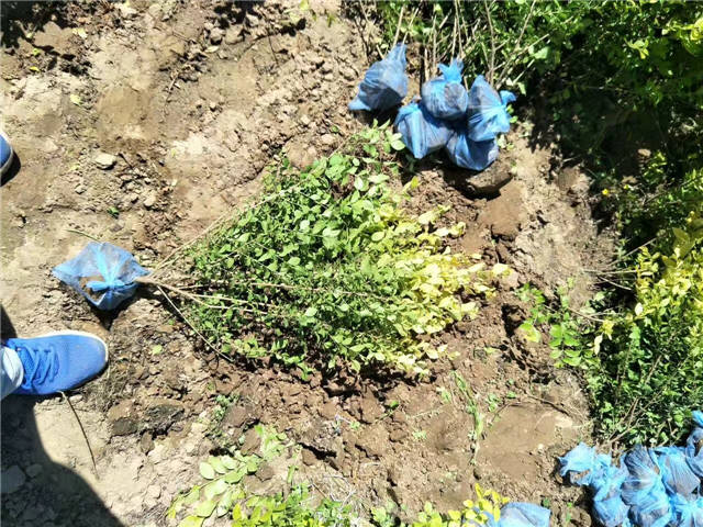 金葉女貞照片種植基地實拍