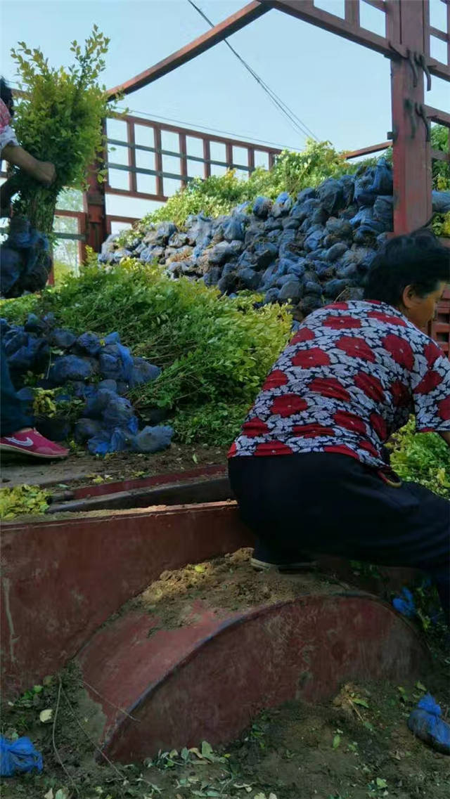 金葉女貞裝車現場照片